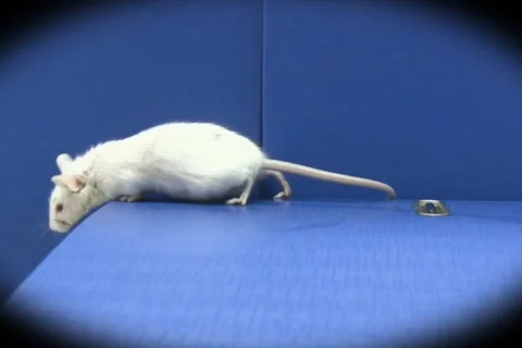 Mouse on folders NTSC Stock-Footage 325594