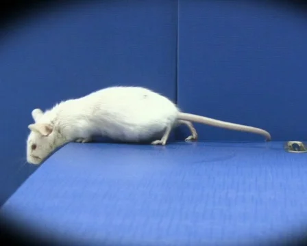 Mouse on folders PAL 스톡 동영상 325861