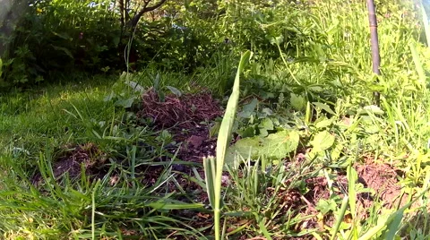 Mouse foraging 01 Video stock 50712837