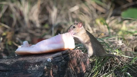 A mouse in the forest eats lard. Wood Mice Apodemus sylvaticus. Slow motion 스톡 동영상 201478534