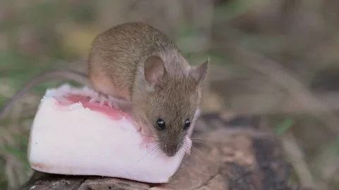 A mouse in the forest eats lard. Wood Mice Apodemus sylvaticus Stock-Footage 236504575