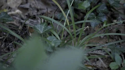Mouse in the forest, jura Stock Footage 194002581