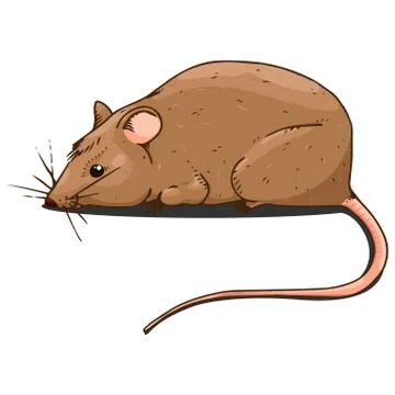 Mouse , Funny rat.. Stock Illustration