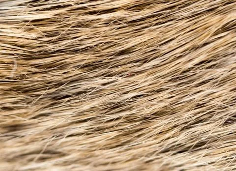 Mouse fur as background Stockfoto's