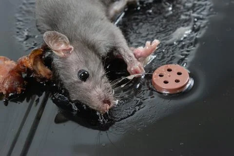 Mouse in Glue Trap with Bait Stock Photos