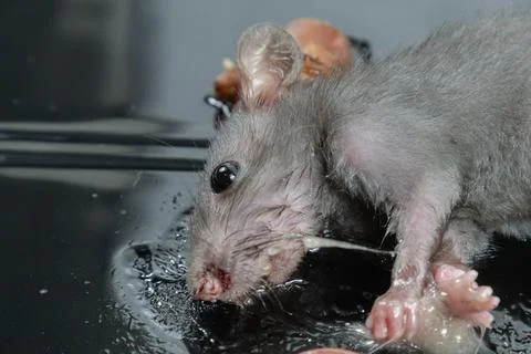 Mouse in Glue Trap with Bait Stock Photos