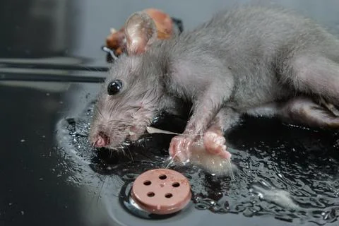 Mouse in Glue Trap with Bait Stock Photos