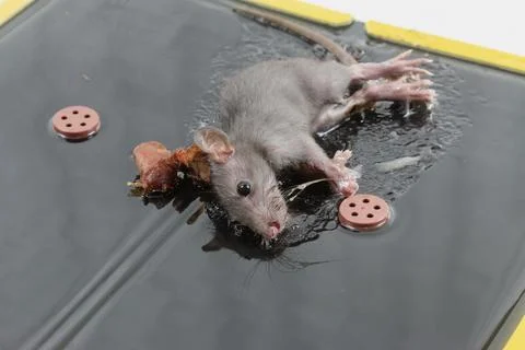 Mouse in Glue Trap with Bait Stock Photos