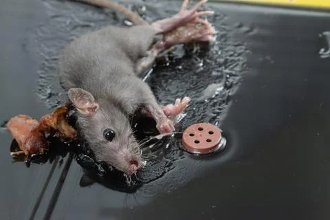 Mouse in Glue Trap with Bait Stock Photos