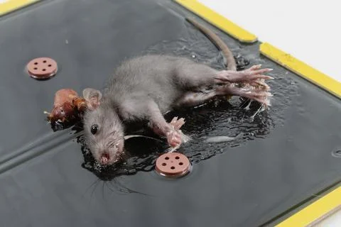 Mouse in Glue Trap with Bait Stock Photos