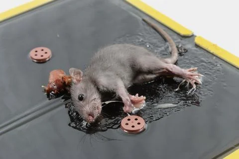 Mouse in Glue Trap with Bait Stock Photos