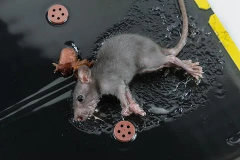 Mouse in Glue Trap with Bait Stock Photos