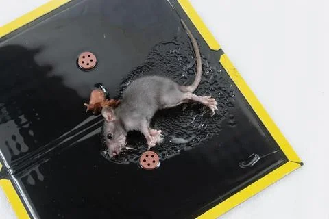 Mouse in Glue Trap with Bait Stock Photos
