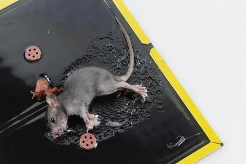Mouse in Glue Trap with Bait Stock Photos