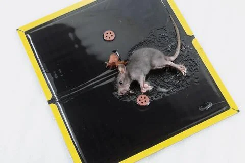 Mouse in Glue Trap with Bait Stock Photos