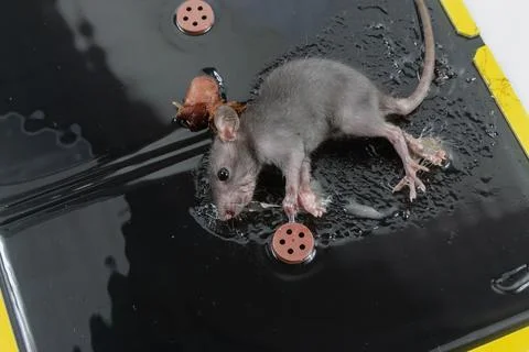 Mouse in Glue Trap with Bait Stock Photos