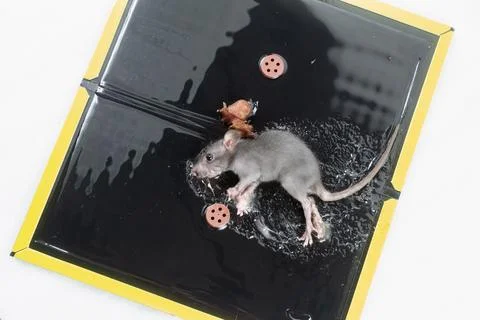 Mouse in Glue Trap with Bait Stock Photos