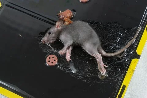 Mouse in Glue Trap with Bait Stock Photos