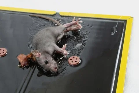 Mouse in Glue Trap with Bait Stock Photos