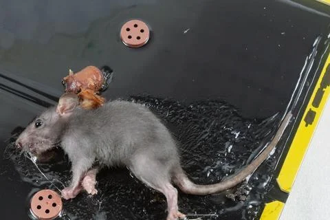 Mouse in Glue Trap with Bait Stock Photos