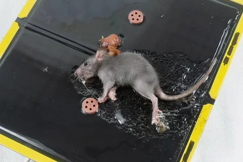 Mouse in Glue Trap with Bait Stock Photos