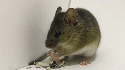 Mouse gnaws a seed in the corner Stock Footage 85608932