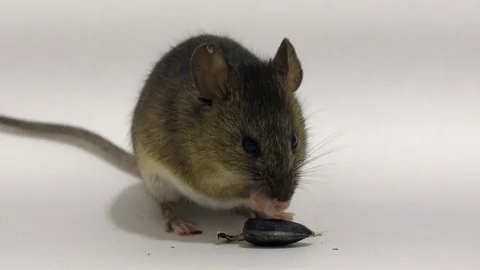 Mouse gnaws the seed Stock Footage 85415393