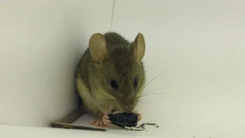 Mouse gnaws the sunflower seed Stock Footage 85865608