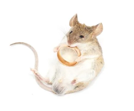 Mouse with a gold ring on a white background Stock Photos