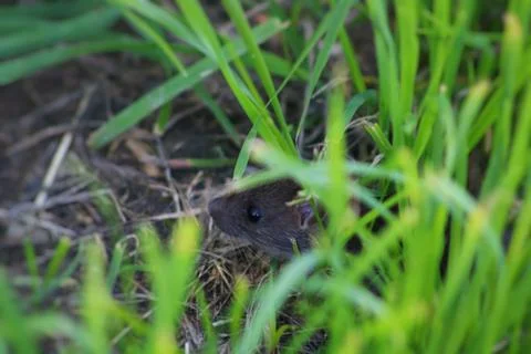 Mouse in the grass Stock Photos