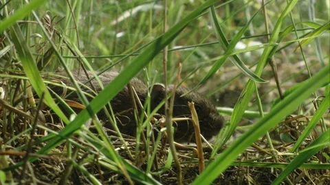 Mouse in the grass in summer Stock Footage 304664420