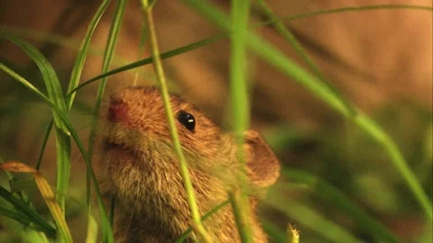 Mouse in the grass in summer; portrait Stock Footage 304664489
