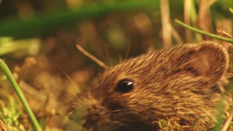 Mouse in the grass in summer; portrait Stock Footage 304664513