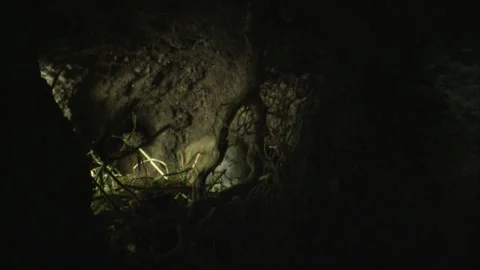 Mouse grooming itself inside underground burrow Stock Footage 309518032