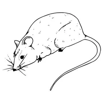 Mouse hand drawn. Funny rat. Stock Illustration
