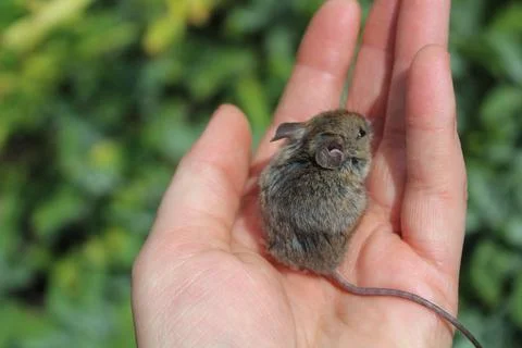 Mouse in a hand Stock Photos