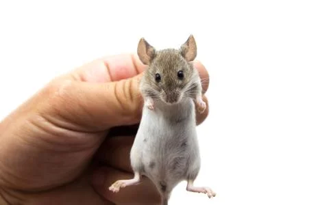 Mouse in hand on a white background Stock Photos