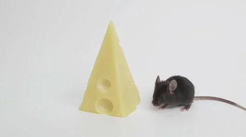 Mouse happiness Stock Footage 48869669
