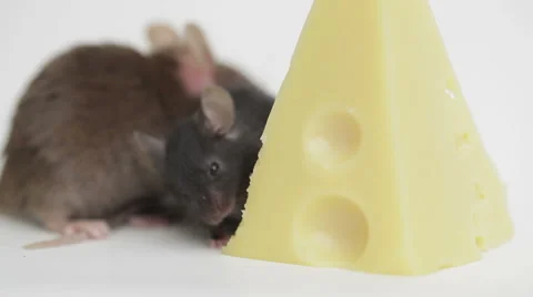 Mouse happiness Stock Footage 48869736