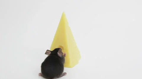 Mouse happiness Stock Footage 48870151