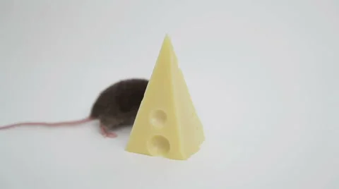 Mouse happiness Stock Footage 48870197