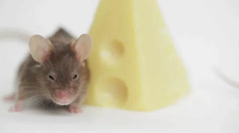 Mouse happiness Stock Footage 48870287