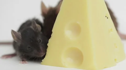 Mouse happiness Video stock 48870321