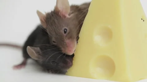 Mouse happiness Stock Footage 48870338
