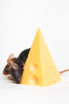 Mouse happiness Stock Photos