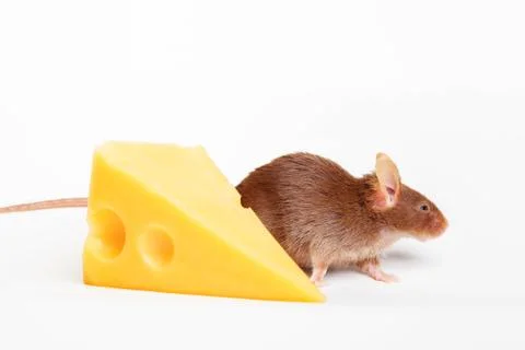 Mouse happiness Stock Photos