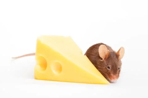 Mouse happiness Stock Photos