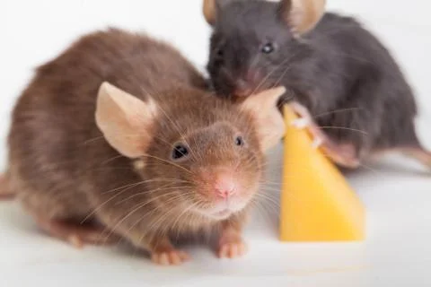 Mouse happiness Stock Photos
