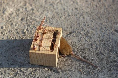 A mouse has been caught in a classic wooden mousetrap placed on concrete grou Stock Photos