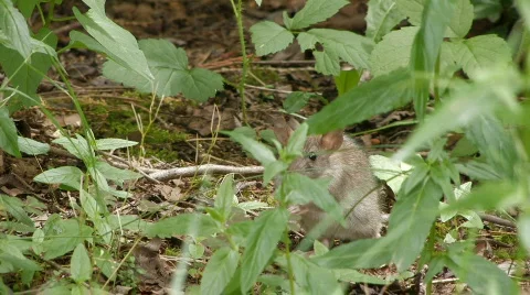 Mouse hiding in a grass Stock Footage 124632